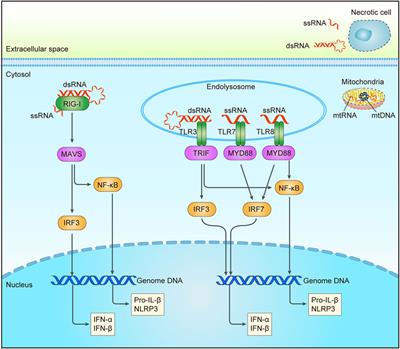 Nucleic Acid Sensing Pathways in DNA Repair Targeted Cancer Therapy